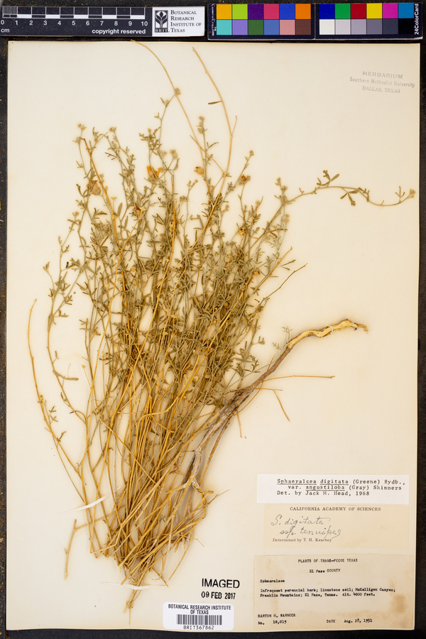 Sphaeralcea digitata var. angustiloba image