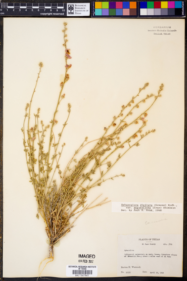 Sphaeralcea digitata var. angustiloba image