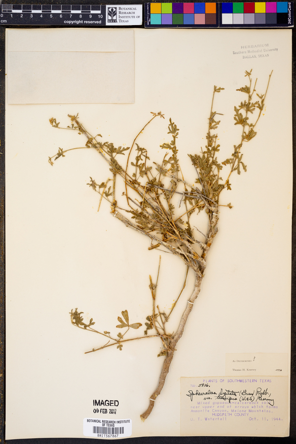 Sphaeralcea digitata var. tenuipes image