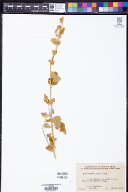 Sphaeralcea incana image