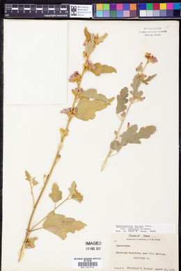Sphaeralcea incana subsp. cuneata image