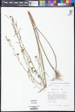 Sida elliottii var. parviflora image