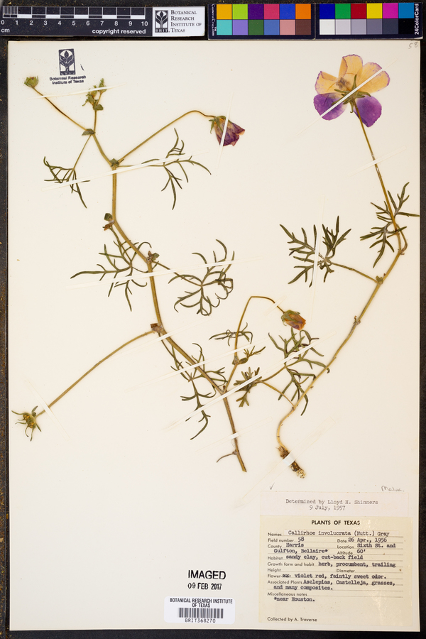 Callirhoe involucrata image