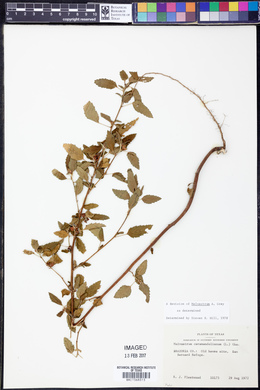Malvastrum coromandelianum image