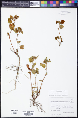 Malvastrum coromandelianum image