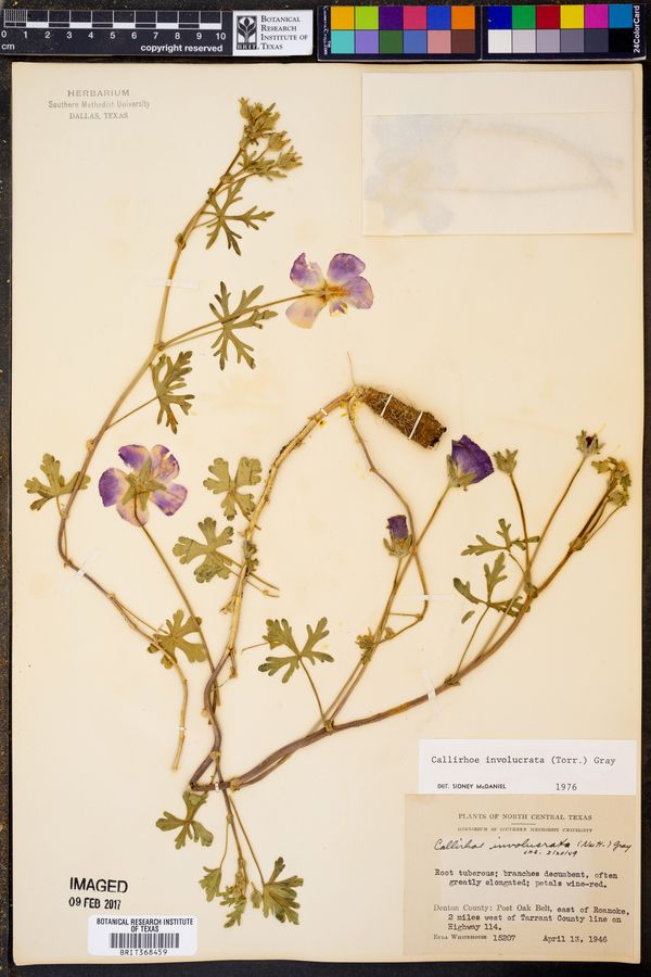 Callirhoe image