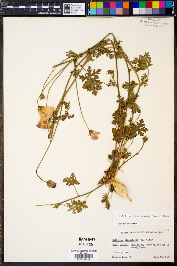 Callirhoe involucrata image