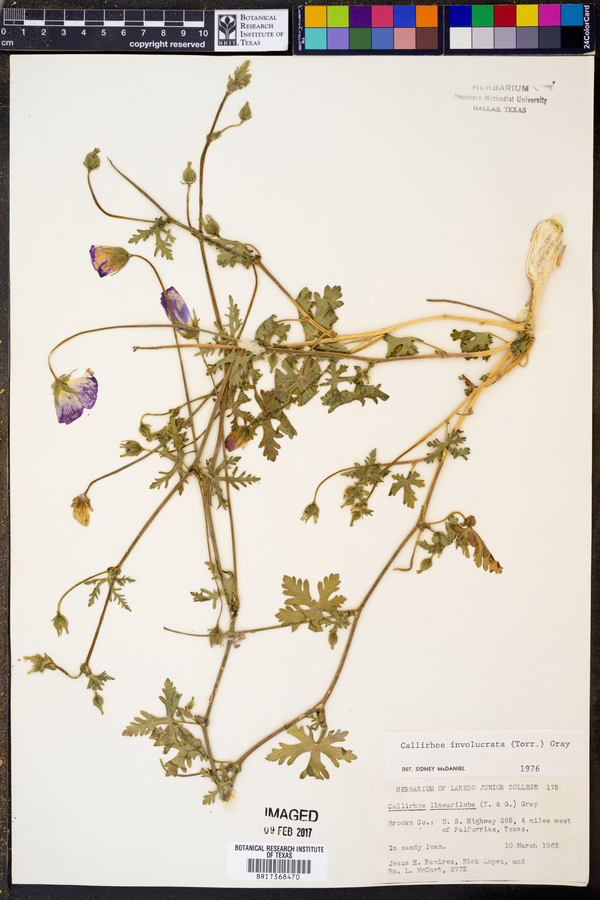 Callirhoe involucrata image