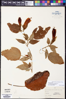 Malvaviscus arboreus var. arboreus image