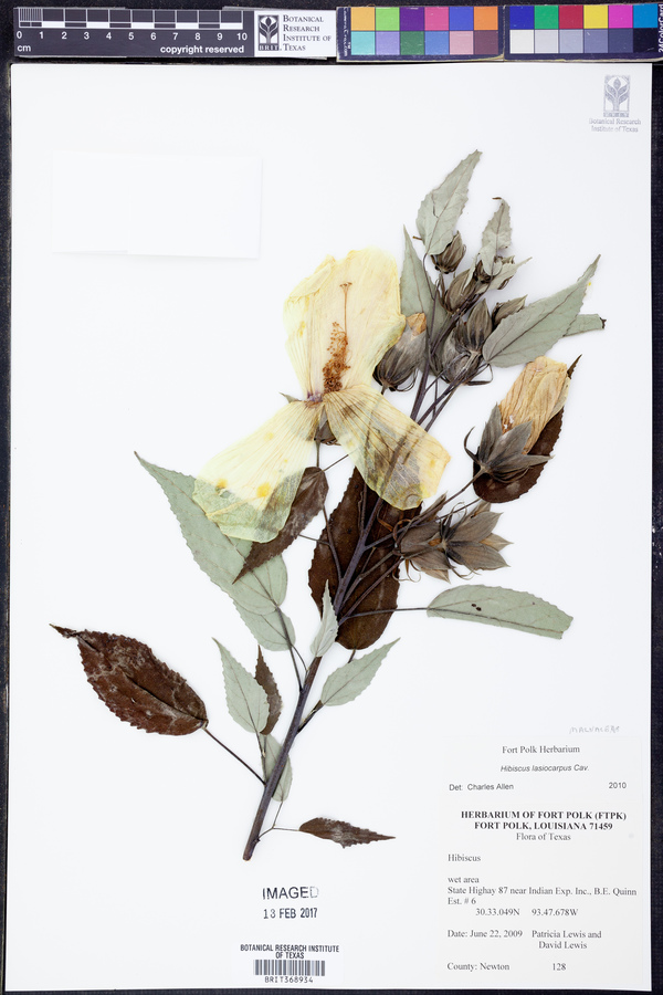 Hibiscus lasiocarpus image