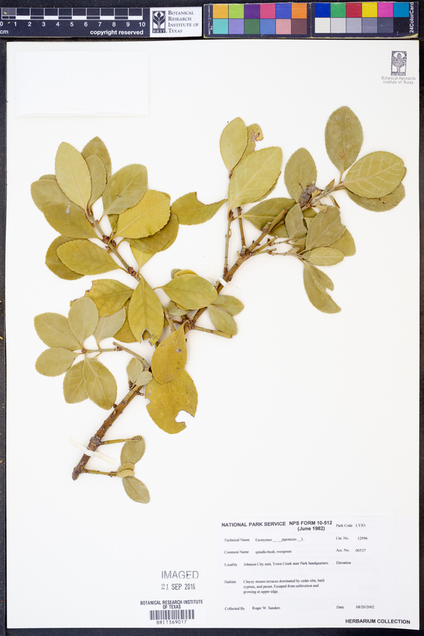 Euonymus japonicus image