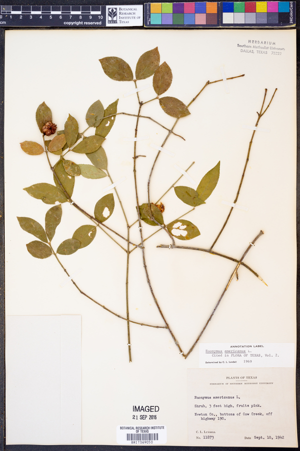 Euonymus americanus image
