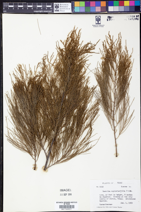 Casuarina equisetifolia image