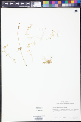 Stellaria prostrata image