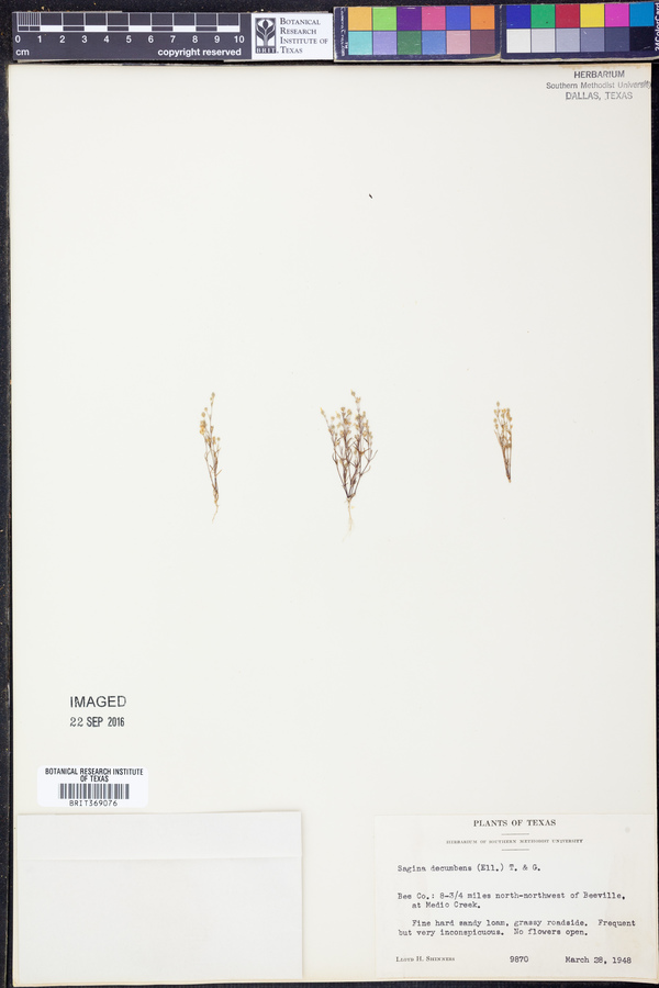 Sagina decumbens image