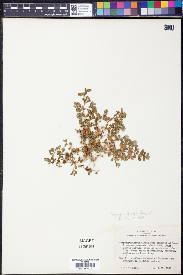 Polycarpon image
