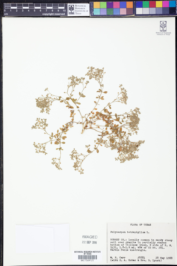 Polycarpon image