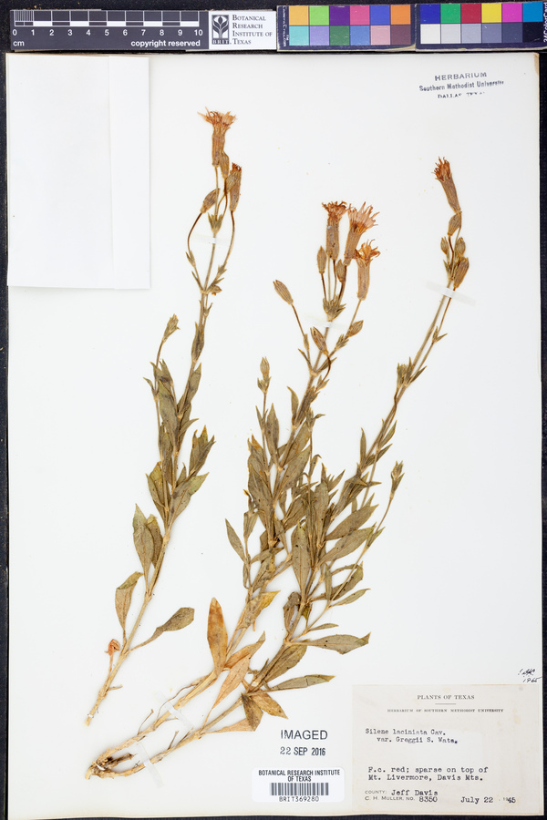 Silene laciniata ssp. greggii image
