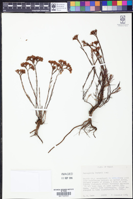 Image of Paronychia parksii