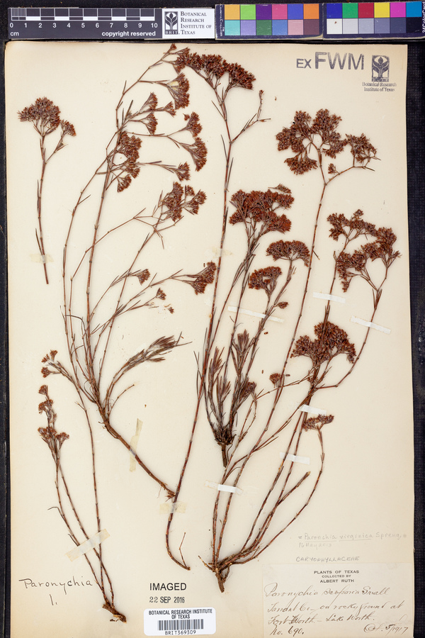 Paronychia virginica image