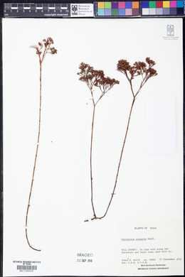 Image of Paronychia scoparia