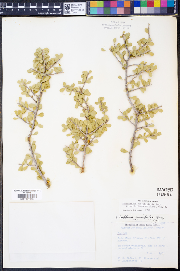 Schaefferia cuneifolia image