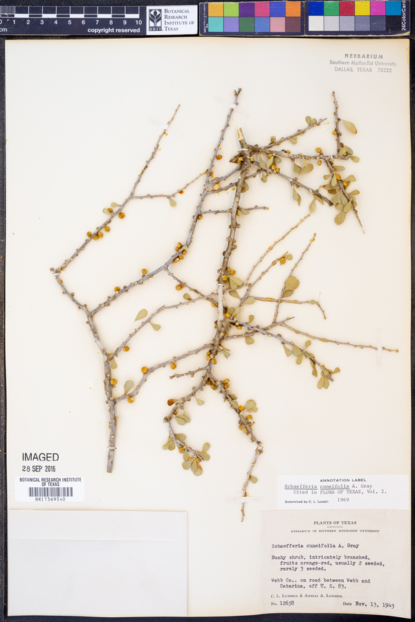 Schaefferia cuneifolia image