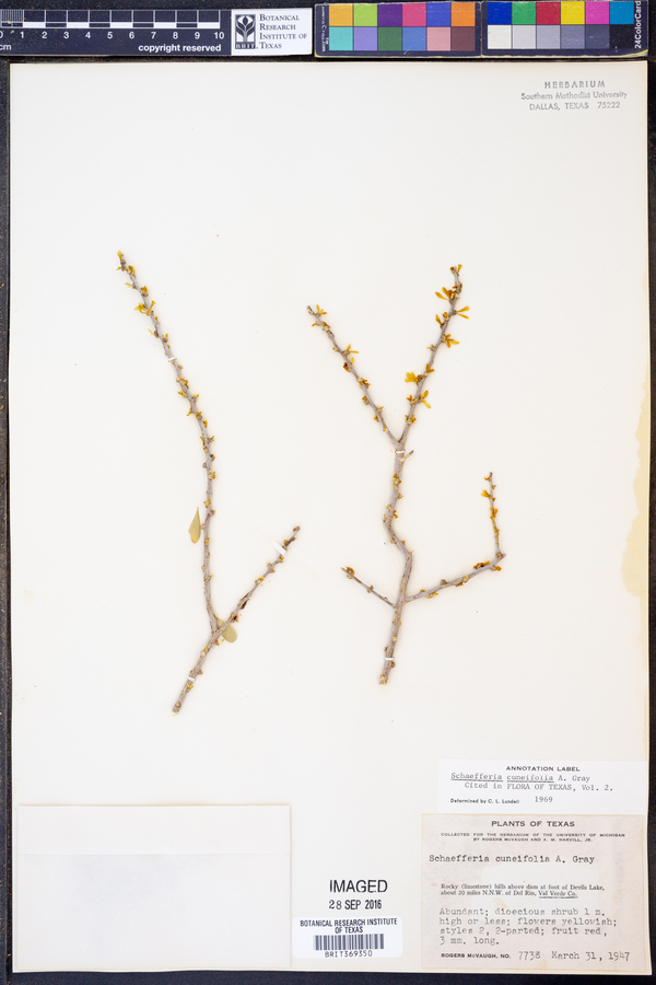 Schaefferia cuneifolia image