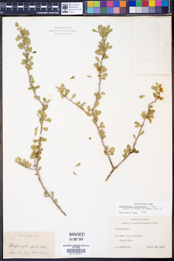 Schaefferia cuneifolia image