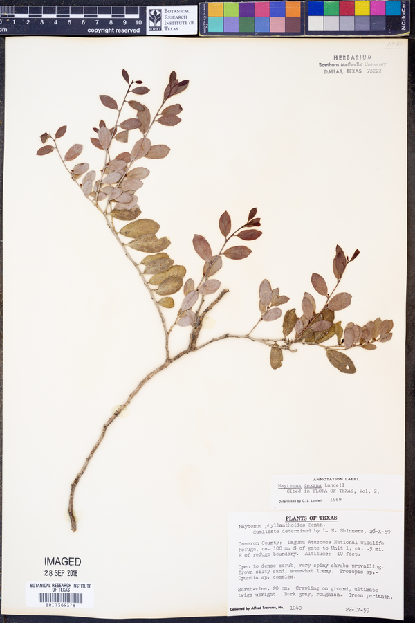 Maytenus phyllanthoides image