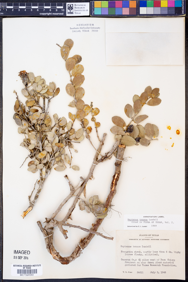 Maytenus phyllanthoides image