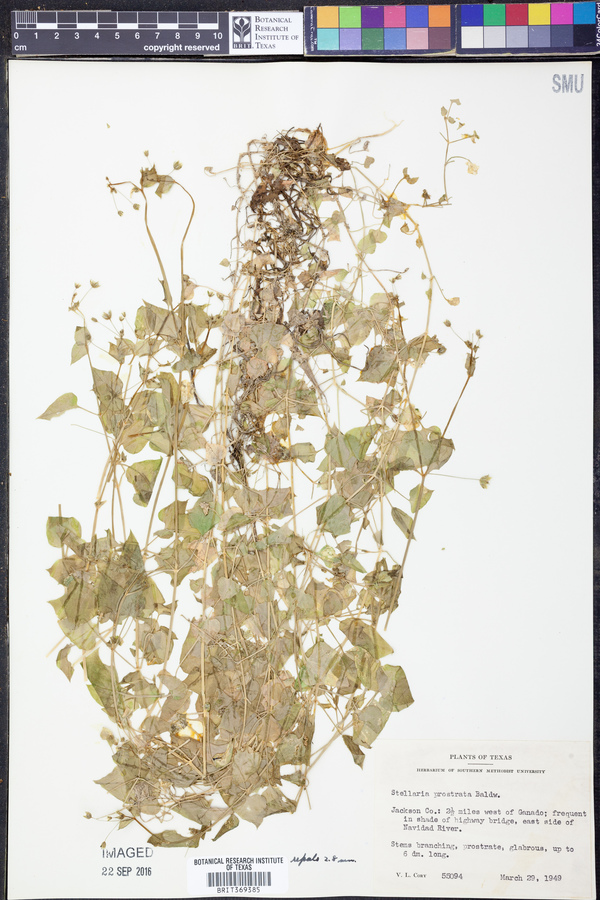 Stellaria prostrata image