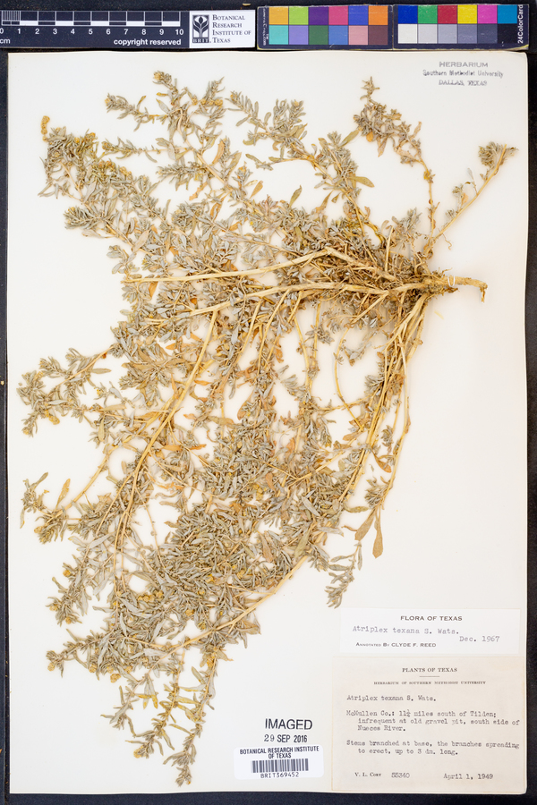 Atriplex texana image
