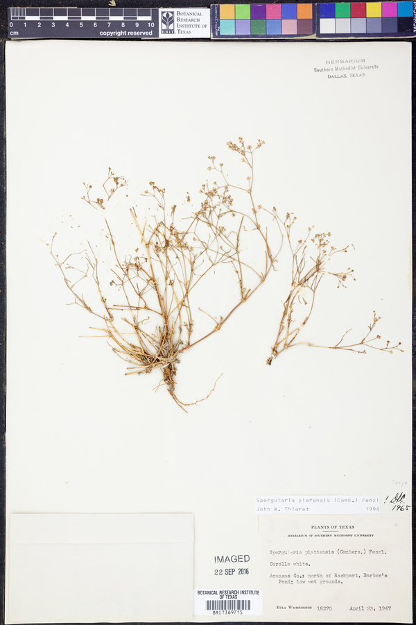 Spergula platensis image