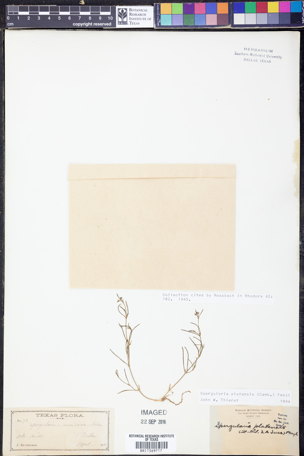 Spergularia platensis image