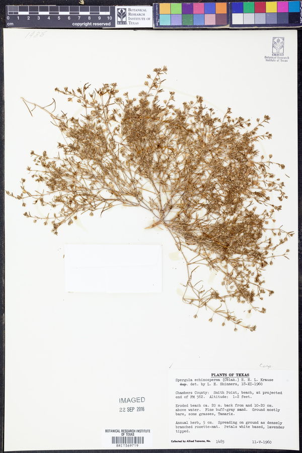 Spergularia echinosperma image
