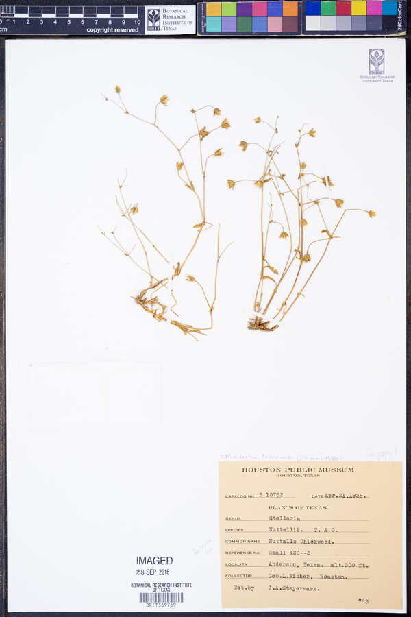 Minuartia drummondii image