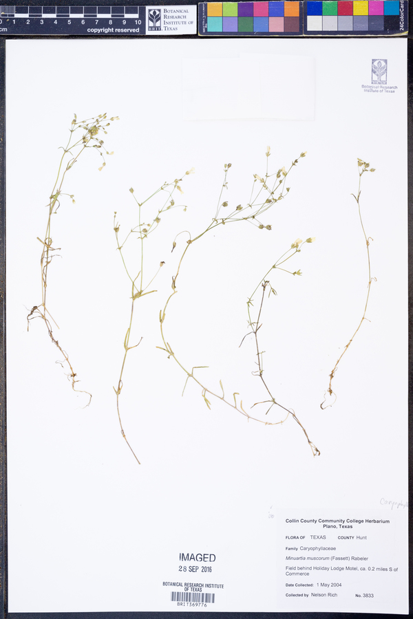 Minuartia muscorum image
