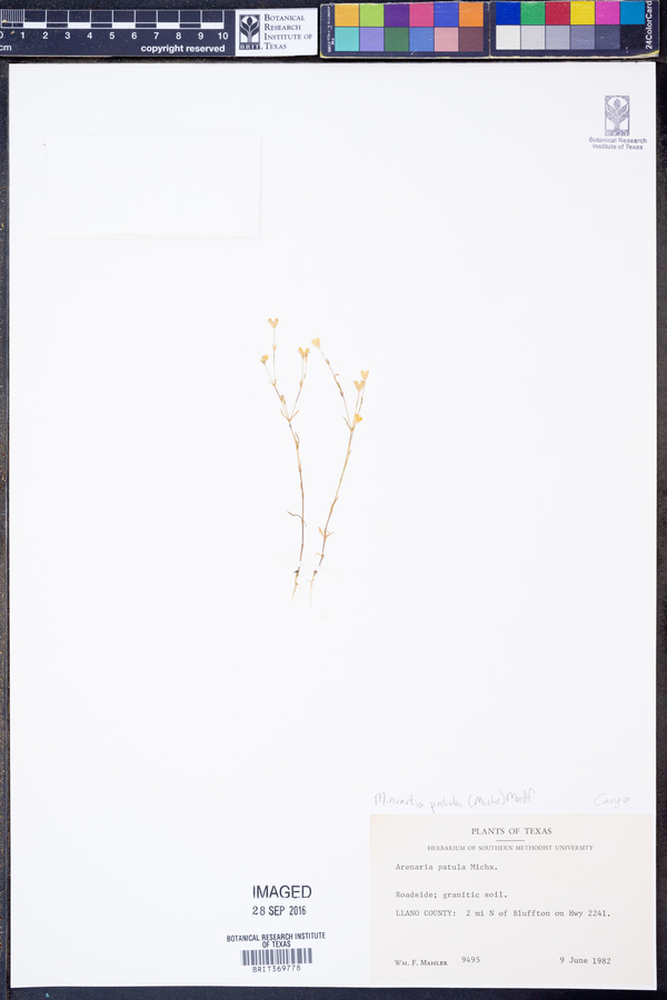 Minuartia patula image