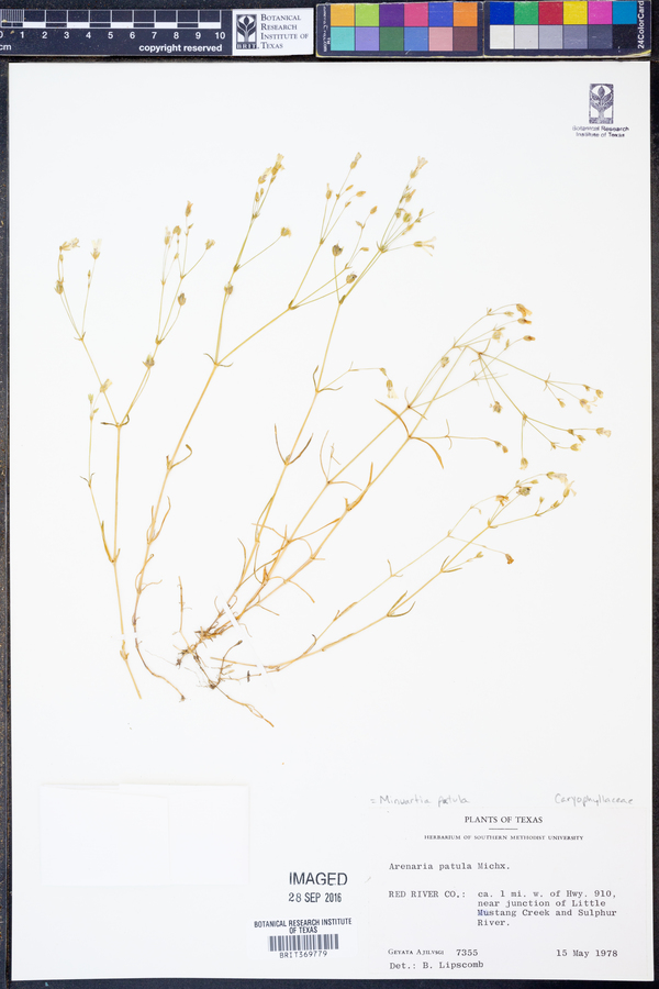 Minuartia patula image