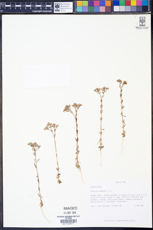 Paronychia drummondii image