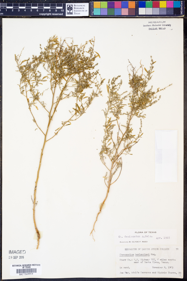 Chenopodium desiccatum image