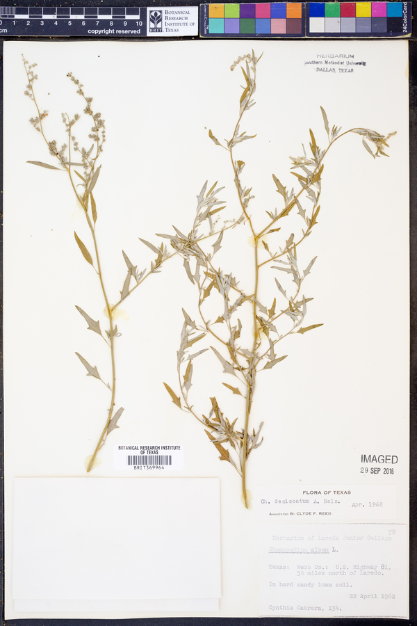 Chenopodium desiccatum image