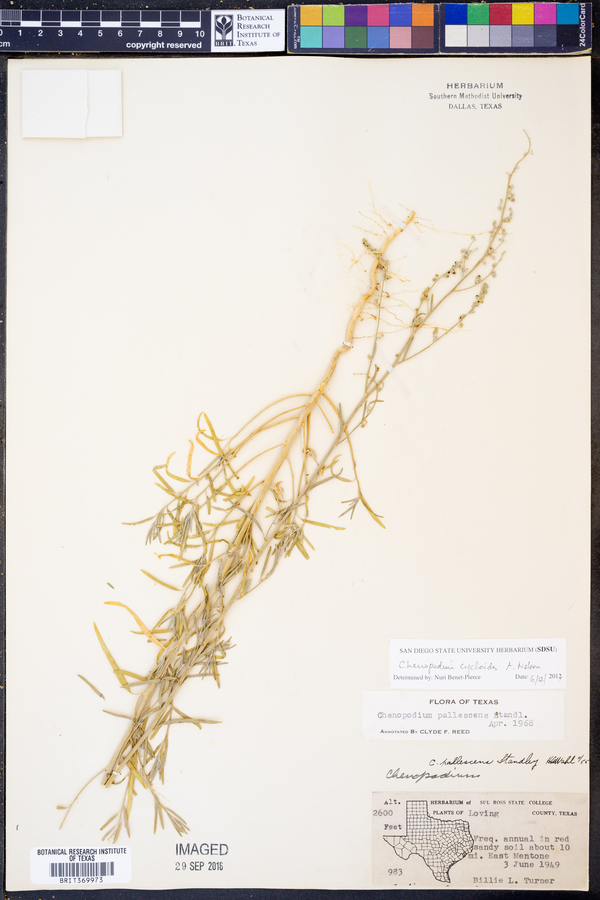 Chenopodium cycloides image