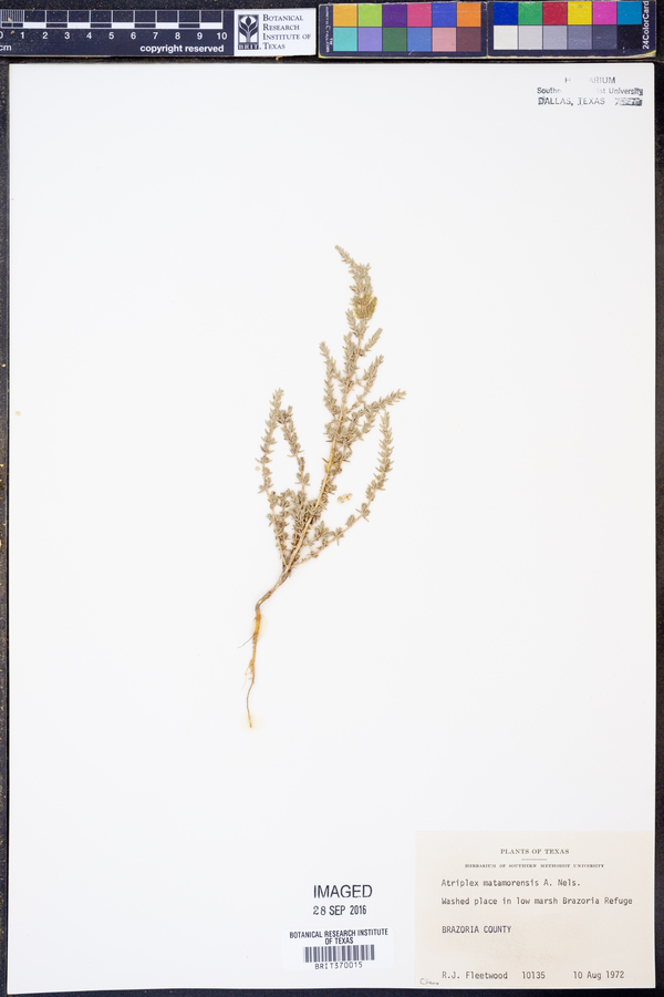 Atriplex matamorensis image