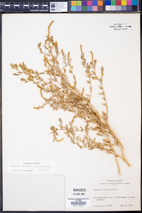 Atriplex pentandra image