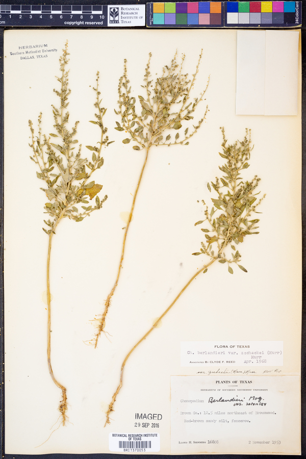 Chenopodium berlandieri var. zschackei image