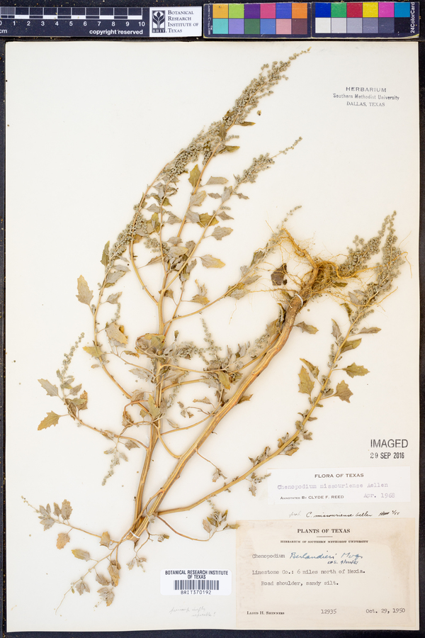 Chenopodium album var. missouriense image