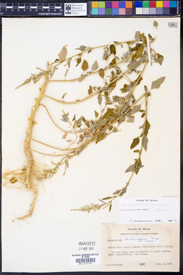 Chenopodium album var. missouriense image