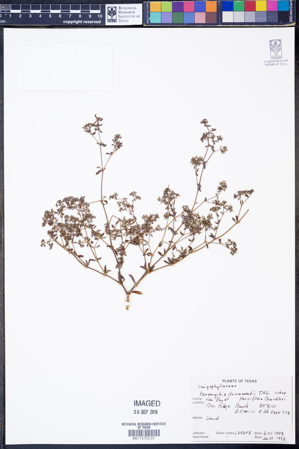 Paronychia drummondii subsp. parviflora image